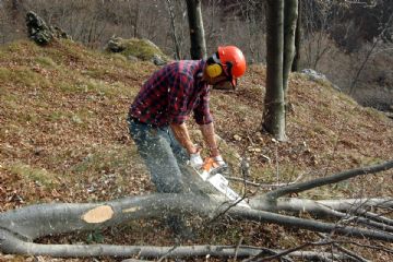 Avviso ai proprietari di terreni incolti vicini ad abitazioni o aree coltivate